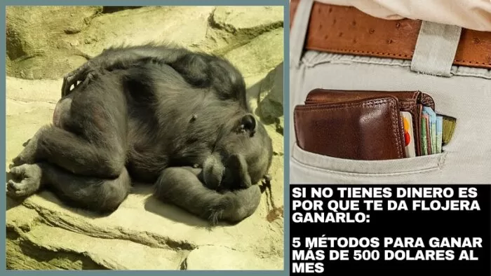 Si No Tienes Dinero Es Por Que Te Da Flojera Ganarlo 8 Si No Tienes Dinero Es Por Que Te Da Flojera Ganarlo 8